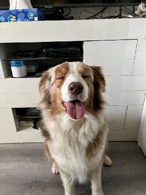 Étalon Berger Australien - Tatsu (Sans Affixe)