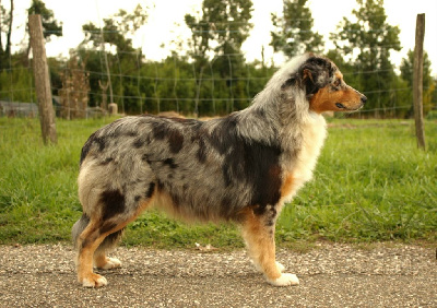 Étalon Berger Australien - Saint graal cheerokee Du Domaine Du Clos Australien