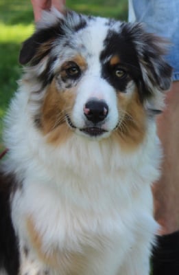 Étalon Berger Australien - Royal Fluffy Arribo