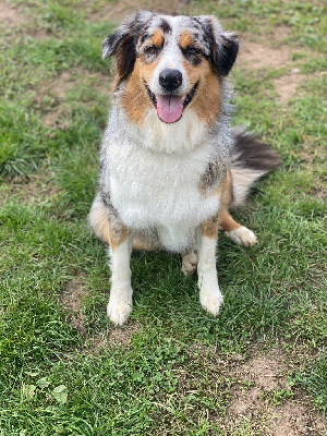 Étalon Berger Australien - Tanaka De La Porte Du Haut-barr