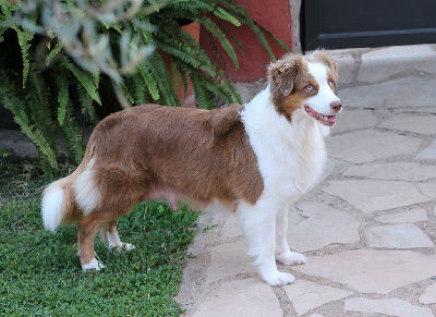 Étalon Berger Australien - Chacha Sasha
