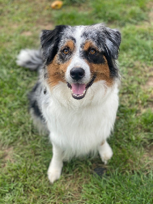 Étalon Berger Australien - Thaïs Du rivage des mille etangs