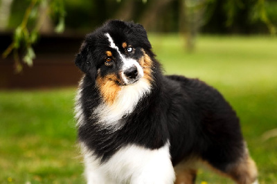 Étalon Berger Australien - Tout feu tout flamme Of Salsa's Stars