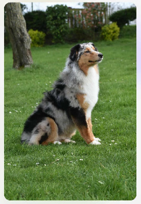 Étalon Berger Australien - Ulyssia De La Plaine De Roiteleux