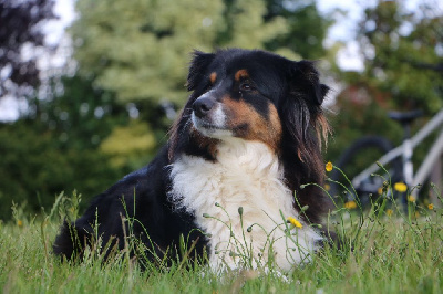 Étalon Berger Australien - Lilie (Sans Affixe)