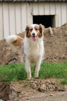 Étalon Berger Australien - Ruby Of Royal Blue Angel
