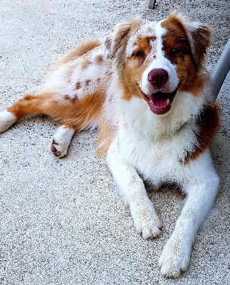 Étalon Berger Australien - Sushi Du Domaine Des Perles D'Ambène