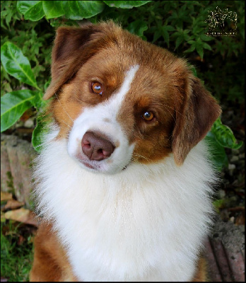 Étalon Berger Australien - Uno only me De Sol Del Norte