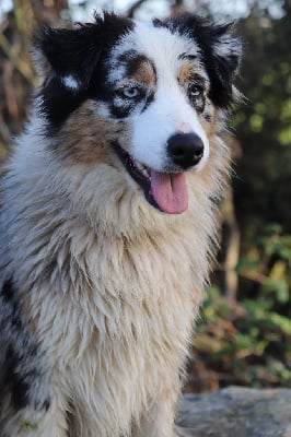 Étalon Berger Australien - Taly (Sans Affixe)