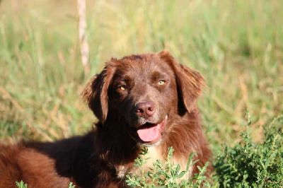 Étalon Berger Australien - Vahina Des Chrysalides Arc En Ciel