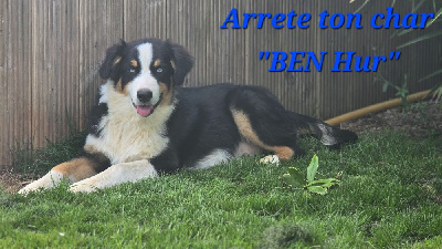 Étalon Berger Australien - Arrete ton char ben hur Des Champs De Beyssac