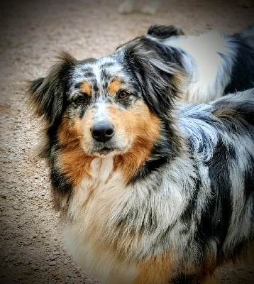 Étalon Berger Australien - Sautrelle la jolie du Domaine de Naugigoutte