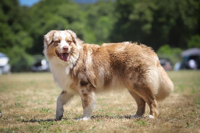 Étalon Berger Australien - Volcano krakatoa Of Complicity Dream