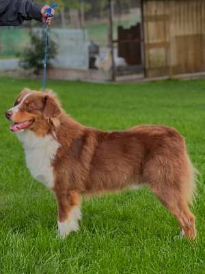 Étalon Berger Australien - Viking du clos du lambon
