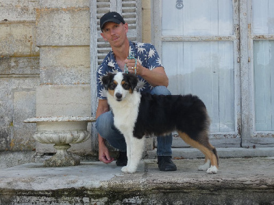 Étalon Berger Australien - Abbi Des Gardiens De Tounfi