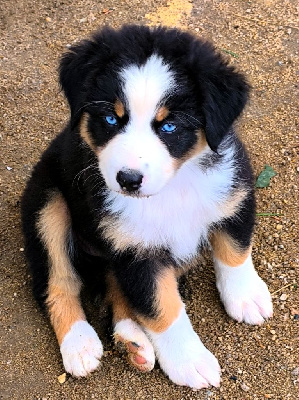 Étalon Berger Australien - Akwa des Anges de Cedahkiss