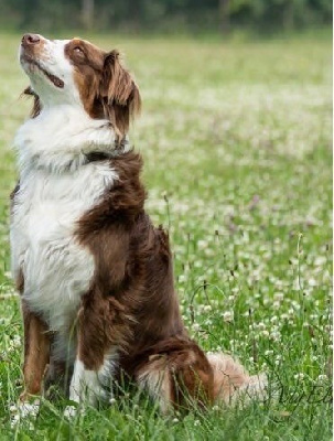 Étalon Berger Australien - Thalia De La Terre Du Fackenthal