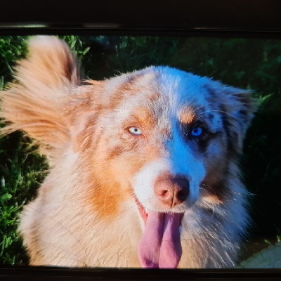 Étalon Berger Australien - Riverdale des lumières de Sirius