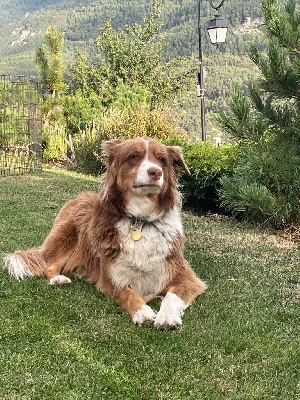 Étalon Berger Australien - R'naia Des Pins de Meluzzine