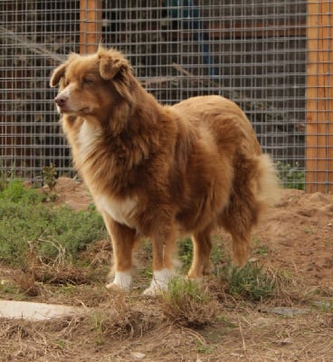 Étalon Berger Australien - Joy lady (Sans Affixe)