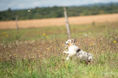 Étalon Berger Australien - A bar song des Ptits Bergers en Terre Bio