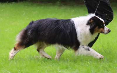 Étalon Berger Australien - Uno dos tres du Chemin de la Lune aux Reves
