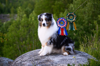 Étalon Berger Australien - TR. CH. Raise-for-fame (dit alec) du glacier des pandas