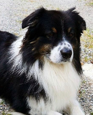 Étalon Berger Australien - Men in black du chemin de la belle etoile