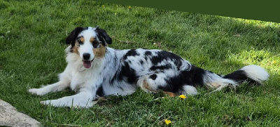 Étalon Berger Australien - Valentine Des Champs De Beyssac
