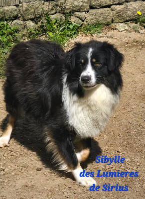 Étalon Berger Australien - Sibylle des lumières de Sirius