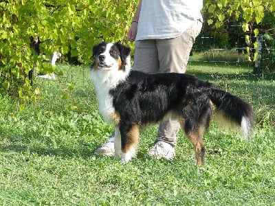 Étalon Berger Australien - V'la petit panda For The Memory Of Mandy