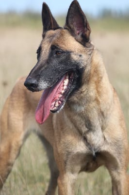 Étalon Berger Belge - Taya De L'Odyssée D'Hèra