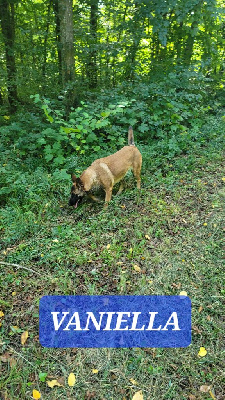 Étalon Berger Belge - Vaniella Du domaine de maryanne
