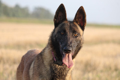 Étalon Berger Belge - Uyja De L'Odyssée D'Hèra