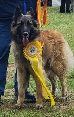 Étalon Berger Belge - Take a bow dit taiga Shepherds Of Paradise