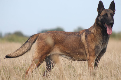 Étalon Berger Belge - Stone du chemin de l' esperance