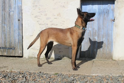 Étalon Berger Belge - Viva Du Bonheur De Perle