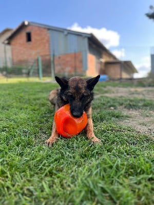 Étalon Berger Belge - Senna des malistaffs