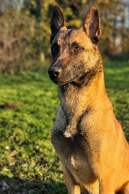 Étalon Berger Belge - Sheitan des Rives De La Mamika