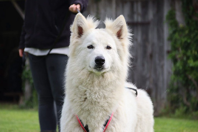 Étalon Berger Blanc Suisse - Sweet dream ivy's De La Griffe Des Loups D'argent