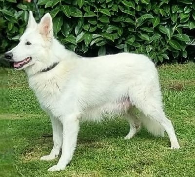 Étalon Berger Blanc Suisse - Satin des hirondelles du voyage