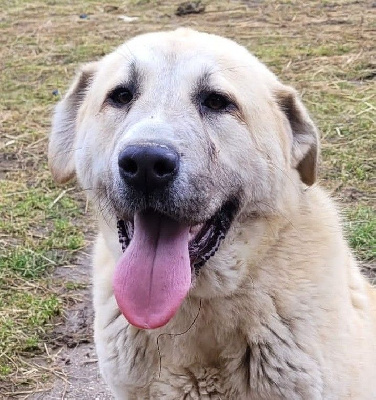 Étalon Berger d'Asie Centrale - Stella alfa stancockert