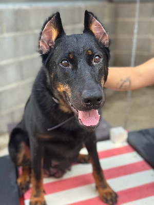 Étalon Berger de Beauce - Ukita akane du berceau de bfamily