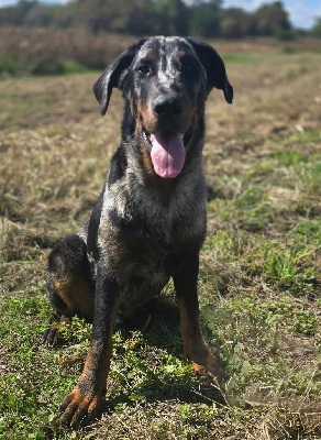 Étalon Berger de Beauce - Alvin Du Clos Des Loutres