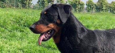 Étalon Berger de Beauce - Ulcka du temple de feu