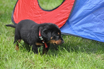 Étalon Berger de Beauce - Yeats tallowah du regard mordant