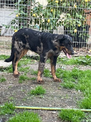 Étalon Berger de Beauce - Vali blue de l ange aux papillons