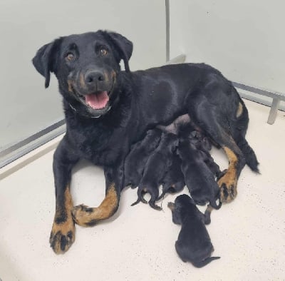 Étalon Berger de Beauce - Rasta du stuyver veld