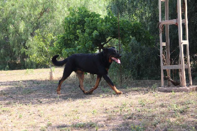 Étalon Berger de Beauce - King kong da cova do lobo De Carthago Spartaria