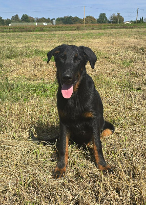 Étalon Berger de Beauce - Argus Du Clos Des Loutres